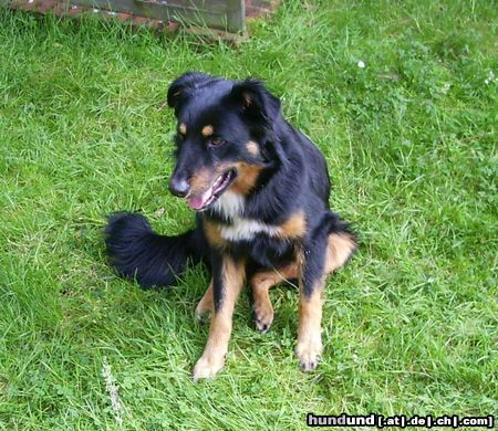 Hovawart Hunde Foto 13080 Hovawart unser Hund aus dem Heim