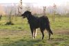 Hovawart Foto: WB 01.11.05 (ID 26713) Hovawart Hund