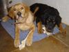 Hovawart Foto: Das A-Team (ID 10994) Hovawart Hund