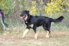Hovawart Foto: wer kommt denn da ? (ID 26711) Hovawart Hund