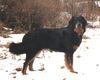 Hovawart Foto: das ist unser süßer familienhund \ (ID 11707) Hovawart Hund