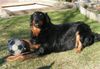 Hovawart Foto: unser süßer familienhund Branco (ID 11708) Hovawart Hund