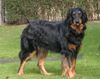 Hovawart Foto: unser süßer familienhund Branco (ID 11709) Hovawart Hund
