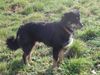 Hovawart Foto: Roza (ID 16644) Hovawart Hund