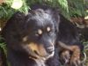 Hovawart Foto: Roza (ID 16654) Hovawart Hund