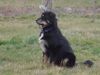 Hovawart Foto: Roza (ID 16645) Hovawart Hund