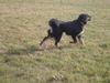 Hovawart Foto: Roza (ID 16646) Hovawart Hund