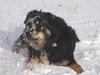 Hovawart Foto: Gala (ID 27243) Hovawart Hund