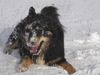 Hovawart Foto: Gala (ID 27244) Hovawart Hund