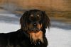 Hovawart Foto: Chaya von der Wassernixe (ID 46429) Hovawart Hund