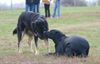 Hovawart Foto: Hallo du! (ID 26712) Hovawart Hund
