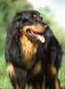 Hovawart Foto: Championrüde auf einer Ausstellung (ID 15078) Hovawart Hund