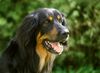 Hovawart Foto: Championrüde auf einer Ausstellung (ID 15079) Hovawart Hund