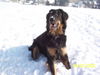 Hovawart Foto: Santo im Schnee (ID 31778) Hovawart Hund