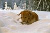 Hovawart Foto: dream (ID 16341) Hovawart Hund