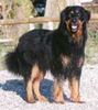 Hovawart Foto (ID 3980) Hovawart Hund
