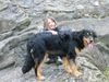 Hovawart Foto: Elektra vom Garten der Freiheit (7 Monate) (ID 3803) Hovawart Hund