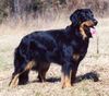 Hovawart Foto (ID 3979) Hovawart Hund