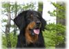 Hovawart Foto (ID 3908) Hovawart Hund