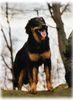 Hovawart Foto (ID 3917) Hovawart Hund