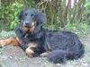 Hovawart Foto (ID 15921) Hovawart Hund