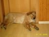 Hovawart Foto: Kenny aus Eisenach (ID 17663) Hovawart Hund