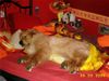 Hovawart Foto: Unsere Zwergnase (ID 23080) Hovawart Hund