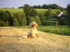 Hovawart Foto: Unsere Zwergnase (ID 23079) Hovawart Hund