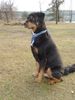 Hovawart Foto: BALOU, 7 Jahre, im Sommer geschoren, hervorragender Familienhund (ID 17787) Hovawart Hund