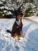 Hovawart Foto: BALOU, 7 Jahre, im Sommer geschoren, hervorragender Familienhund (ID 17788) Hovawart Hund