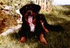 Hovawart Foto: BALOU, 7 Jahre, im Sommer geschoren, hervorragender Familienhund (ID 17789) Hovawart Hund