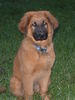Hovawart Foto: Balou Hovi-Schäferhundmix 15 Wochen (ID 27516) Hovawart Hund