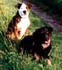 Hovawart Foto: Bella (15 Monate) mit Fan (ID 4702) Hovawart Hund