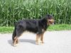 Hovawart Foto: Cera von der Grunenburg (ID 11686) Hovawart Hund