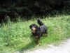 Hovawart Foto: Cera von der Grunenburg (ID 11687) Hovawart Hund
