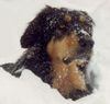 Hovawart Foto: Cera von der Grunenburg (ID 11685) Hovawart Hund