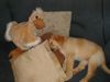 Hovawart Foto: dream (ID 16342) Hovawart Hund