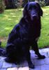Hovawart Foto: Curly-Sue (ID 14619) Hovawart Hund