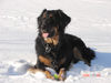 Hovawart Foto: Santo im Schnee (ID 31777) Hovawart Hund
