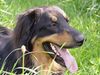 Hovawart Foto: Bully von der Taidinger Sonnenhöhe (ID 15435) Hovawart Hund