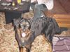 Hovawart Foto: das is unser gandalf 10monate (ID 19985) Hovawart Hund