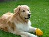 Hovawart Foto: unser Barnie (ID 18477) Hovawart Hund
