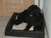 Hovawart Foto: Falco (gestorben, wir behalten in Erinnerung) (ID 26507) Hovawart Hund