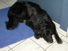 Hovawart Foto: Falco (gestorben, wir behalten in Erinnerung) (ID 26508) Hovawart Hund