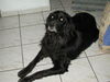 Hovawart Foto: Falco (gestorben, wir behalten in Erinnerung) (ID 26509) Hovawart Hund
