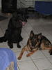 Hovawart Foto: Falco (gestorben, wir behalten in Erinnerung) (ID 26510) Hovawart Hund