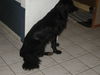 Hovawart Foto: Falco (gestorben, wir behalten in Erinnerung) (ID 26511) Hovawart Hund