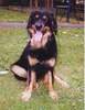 Hovawart Foto: Dino, 5 jähr. Hovawartrüde (ID 913) Hovawart Hund