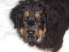 Hovawart Foto: Bitte recht freundlich! (ID 18911) Hovawart Hund