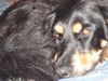 Hovawart Foto: cynthia (ID 18693) Hovawart Hund